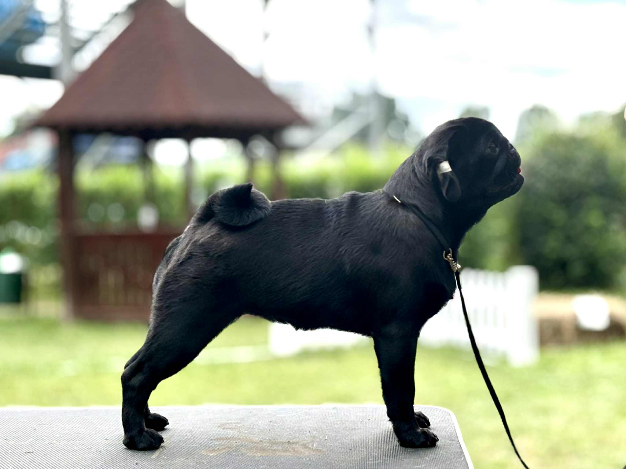 pug Canis Celebri Glory To Ukraine