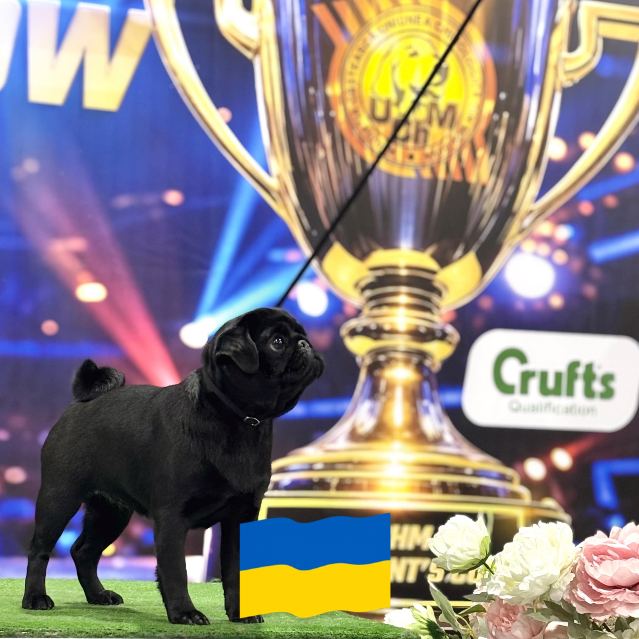мопс Каніс Целебрі Глорі Ту Юкрейн