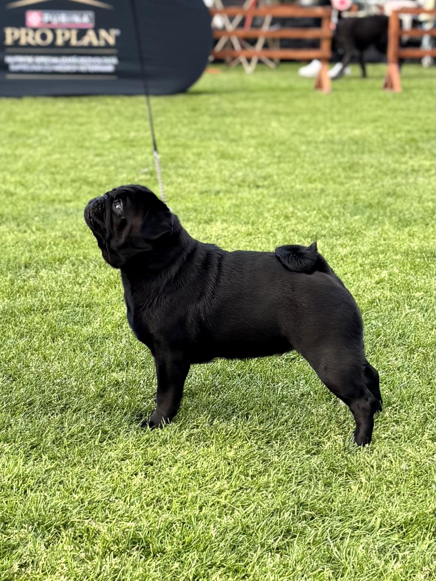 pug